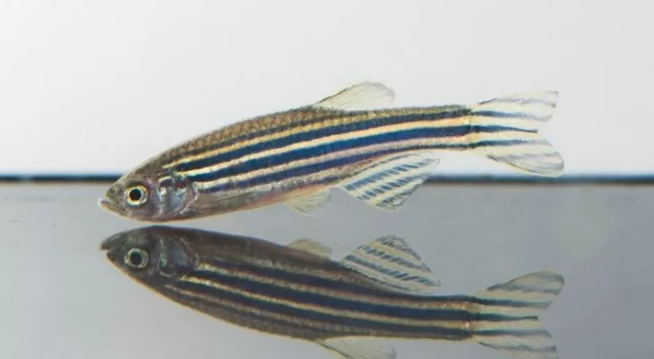 A stripy zebrafish swimming