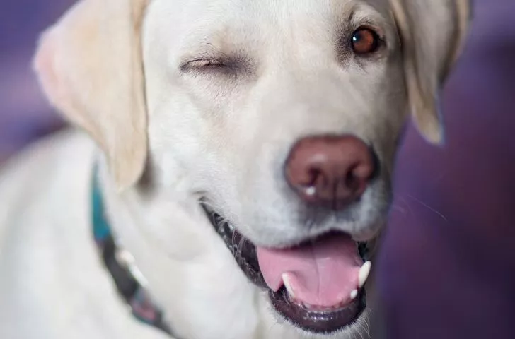 Picture of a dog blinking.