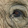 Elephant Eye