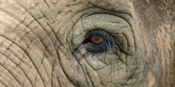 Elephant Eye