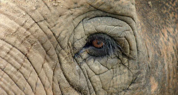 Elephant Eye