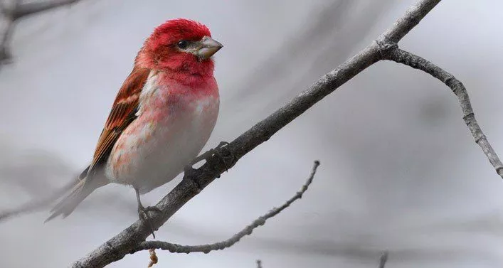 Purple Finch