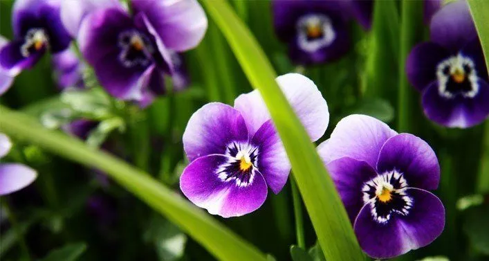 Purple Flowers Photo