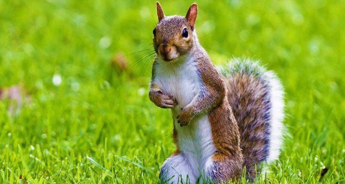 20 Fun Facts About Squirrels