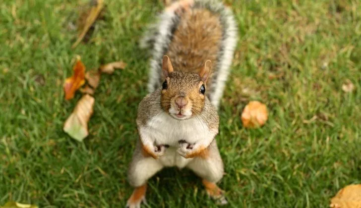 A mischievous looking squirrel facing the camera while having its picture taken