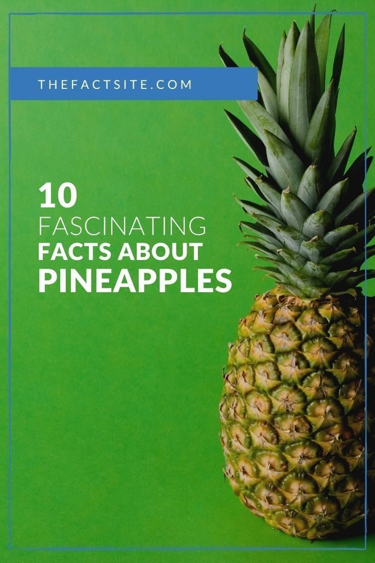 10 Fascinating Facts About Pineapples The Fact Site