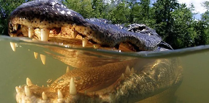 Alligators Vs Crocodiles: The 7 Differences - The Fact Site