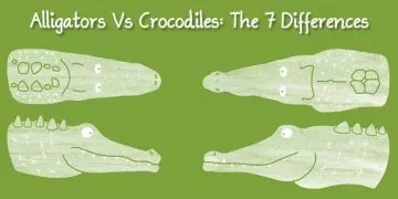 Alligators Vs Crocodiles: The 7 Differences