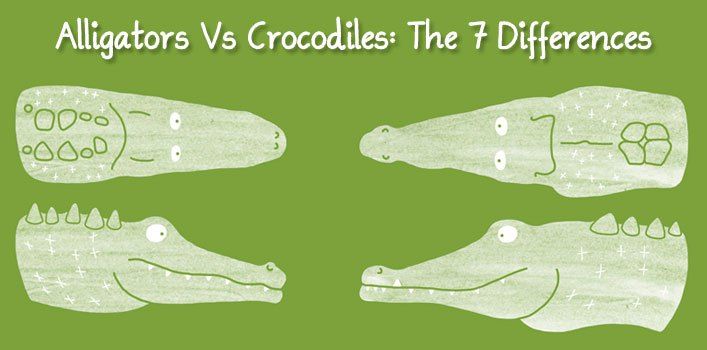 difference between alligator and crocodile skin