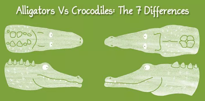 mærkning Nautisk Latterlig Alligators Vs Crocodiles: The 7 Differences - The Fact Site