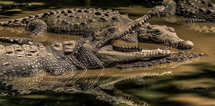 Alligators Vs Crocodiles: The 7 Differences - The Fact Site