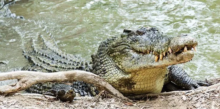 Alligators Vs Crocodiles: The 7 Differences - The Fact Site