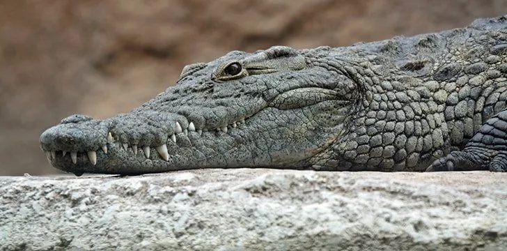 That Toothy Grin (or lack of)