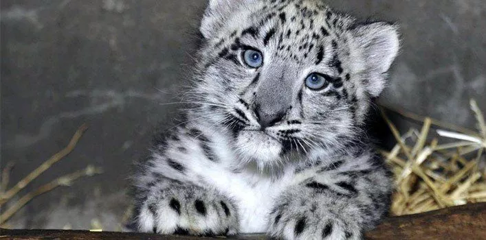 Cool Facts About Snow Leopards - The Fact Site