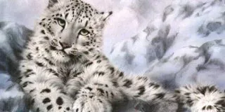 Cool Facts About Snow Leopards