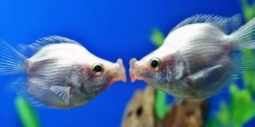 Kissing Gourami Fish