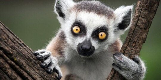 30 Fun Facts About Lemurs