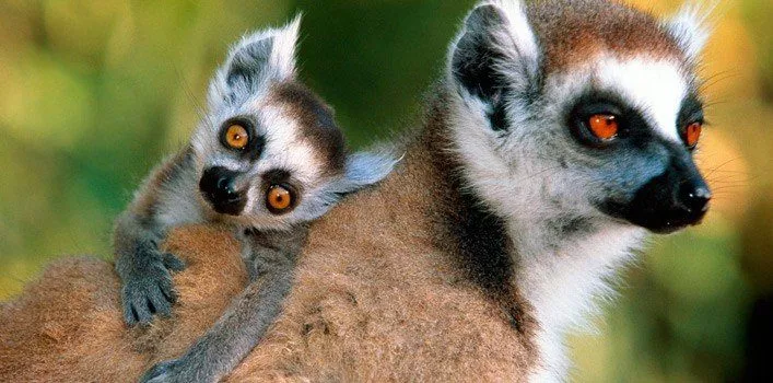 Fun Lemur Facts