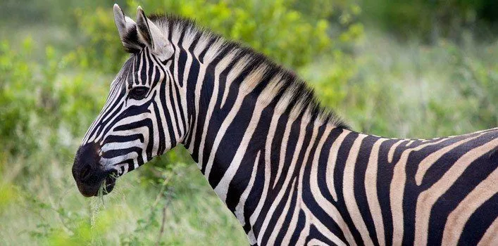Fun Zebra Facts