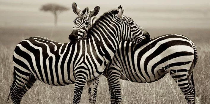 Interesting Zebra Facts