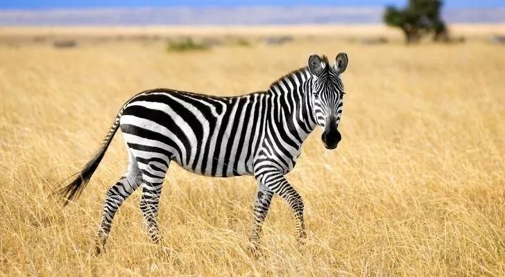 A zebra standing on dry grass