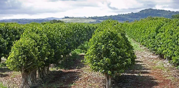 Hawaii is the only state that grows coffee commercially.