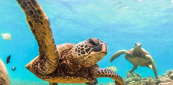Hawaii has lost more wildlife species than any other state.