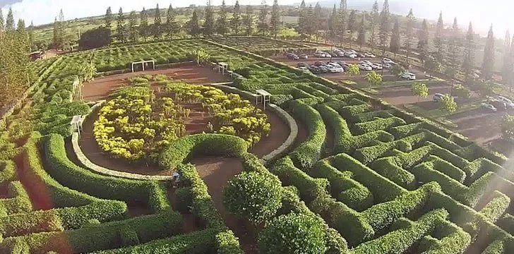 The Dole Plantation has the largest pineapple maze in the world.
