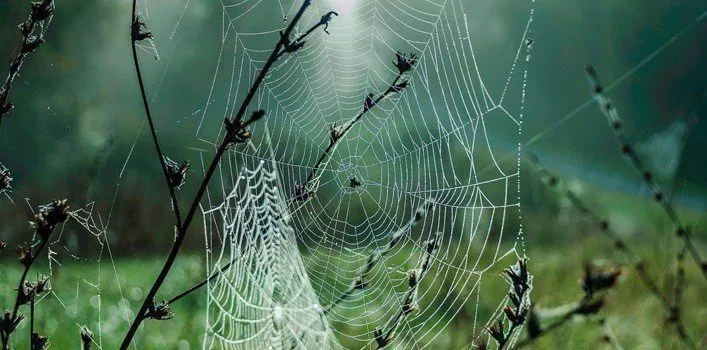 8 Captivating Facts About Spider Silk