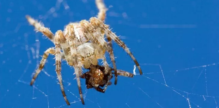 A spider on their web eating.