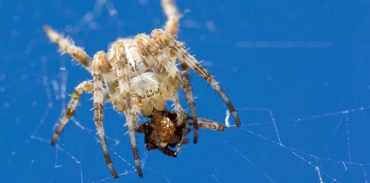 Eight strange but true spider facts