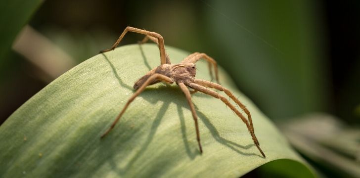 A brown spider sitting on a leaf.