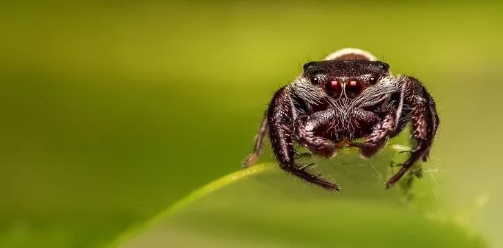 A spider sitting on a leaf.