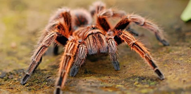 A big red hairy spider.