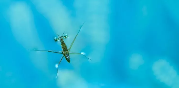 A spider sitting on the surface of water.