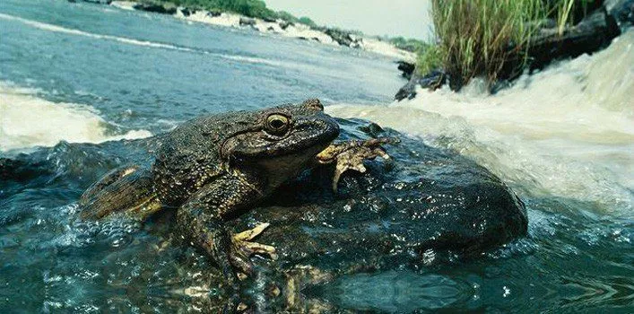 Goliath Frog