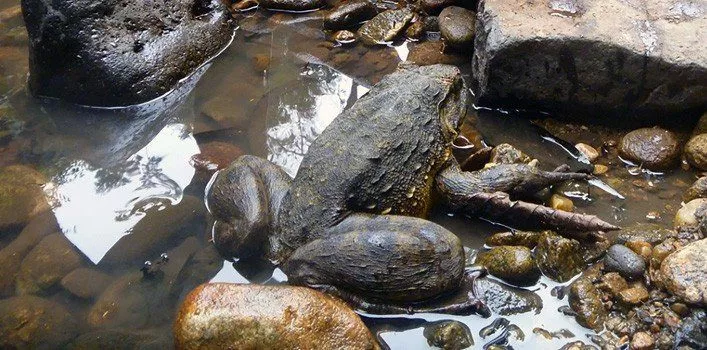 World's biggest frogs are so strong they move heavy rocks to build their  own ponds