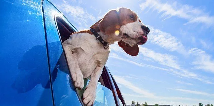 Dog with head out the car window.