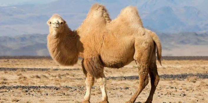 Facts About Camels
