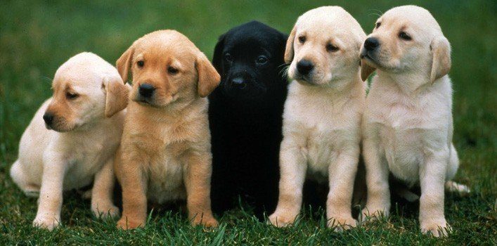 10 amazing facts about dogs