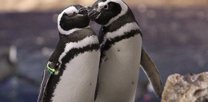 20th January - Penguin Awareness Day.