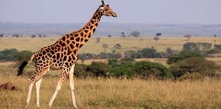 Random Giraffe Facts