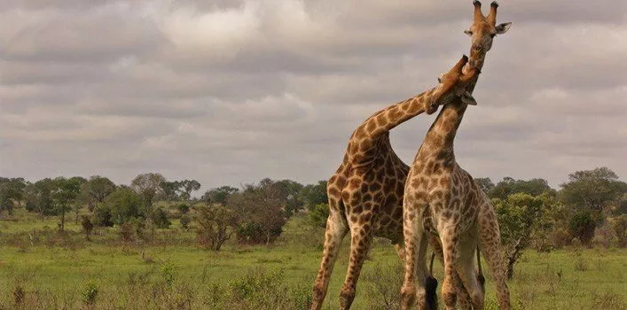 Facts About Giraffes