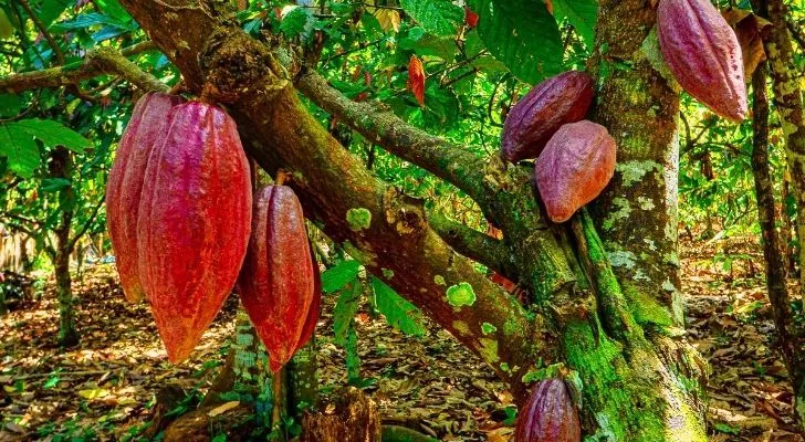 A cocoa tree