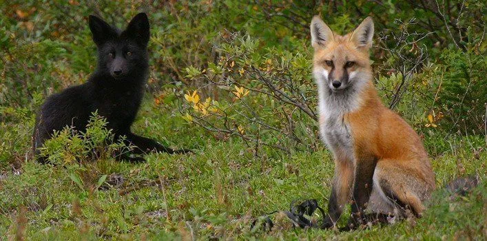 Melanistic (All Black) Fox