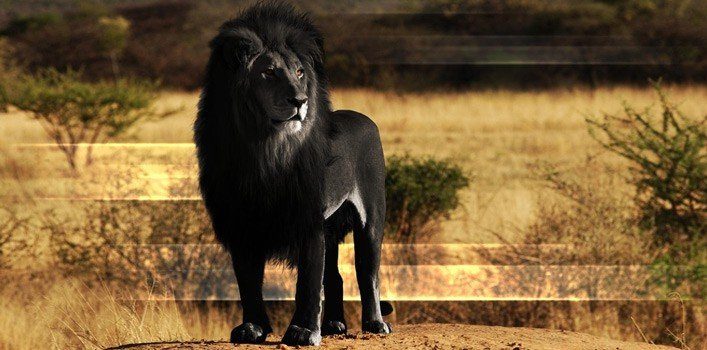 Ever Wondered What the Opposite of an Albino Animal is? - The Fact Site Ever Wondered What the Opposite of an Albino Animal is? - The Fact Site