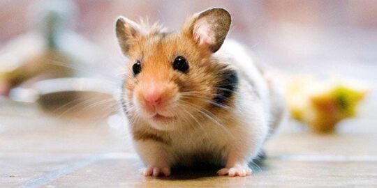 Stop. Hamster Time! 19 Cute Hamster Facts
