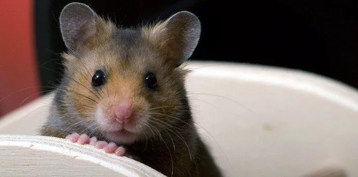 19 Facts About Hamsters
