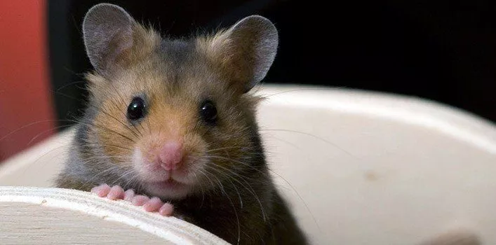 Hamster Facts. Amazing Facts About Hamsters