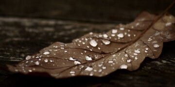 Color Brown Facts
